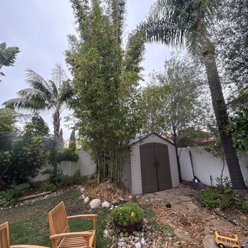 Padilla Tree Service - Bamboo before. - Tree Services Near Me