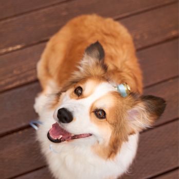 Ipet Grooming & Boarding - Pet Groomers Near Me - Dublin, California Ipet Grooming & Boarding - Pet Groomers Near Me - Dublin, California