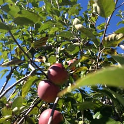 Ferme Arthur Cauchon - Delicious apples!