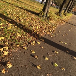 Wandsworth Park - Wanted to publish another picture but this shot was accidentally taken during the upload. Not too bad either!