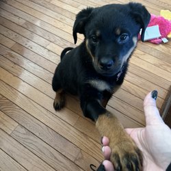 OmoRotties - Puppy
