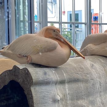 Clearwater Marine Aquarium - Aquariums Near Me - Clearwater, Florida
