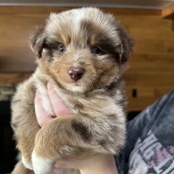 Ledbetter Aussie Farm - Pet Breeders Near Me Ledbetter Aussie Farm - Pet Breeders Near Me