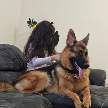 Positive-LA - Pet Training Near Me - Los Angeles, California Positive-LA - Pet Training Near Me - Los Angeles, California