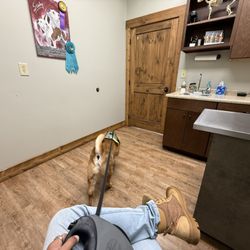 Sanders Animal Hospital - George's first visit to Sanders