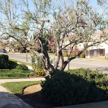 Travis Tree Service - Tree Services Near Me - Fresno, California