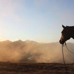 Waterton River Trail Rides