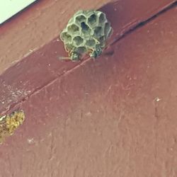 Kettle Moraine Pest Control