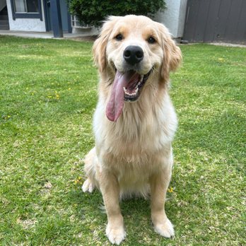 Rex Dog Training - Pet Training Near Me