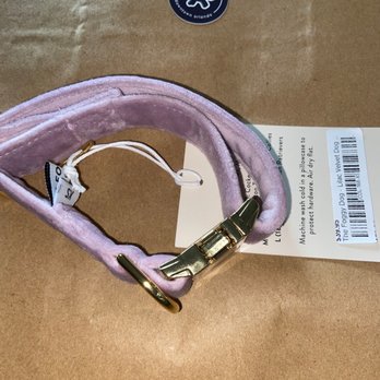 Eola Pets - Bought Boots a collar - Dog Walkers Near Me - Orlando, Florida Eola Pets - Bought Boots a collar - Dog Walkers Near Me - Orlando, Florida