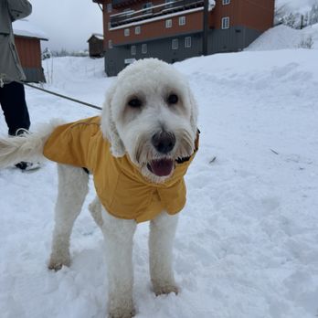 Grooming Gals - Pet Groomers Near Me - Tacoma, Washington Grooming Gals - Pet Groomers Near Me - Tacoma, Washington