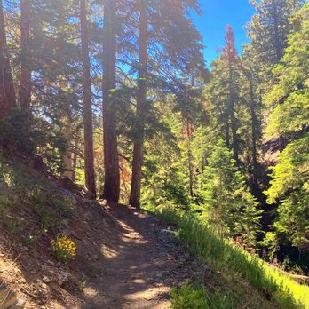 Blue Ridge Trail - Half way point past the 1 mile bench - Hiking Near Me - Wrightwood, California Blue Ridge Trail - Half way point past the 1 mile bench - Hiking Near Me - Wrightwood, California