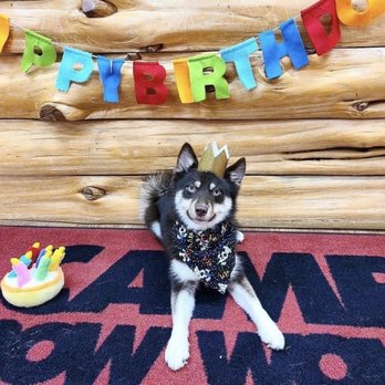 Camp Bow Wow - Luna's 1st Birthday! - Pet Sitting Near Me - Duluth, Georgia