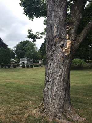 Thornrose Cemetery by null