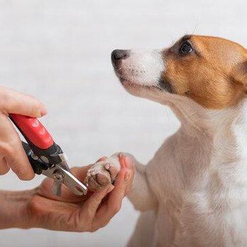 Paw Pros - Pet Groomers Near Me - Denver, Colorado Paw Pros - Pet Groomers Near Me - Denver, Colorado