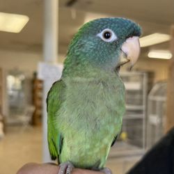 Finest Exotic Birds - Blue crowned conure