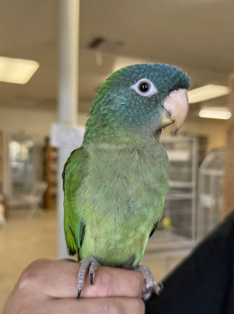 Finest Exotic Birds