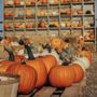 Photo of Pitchfork Pumpkin Patch