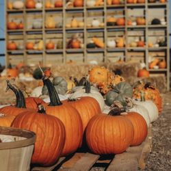 Pitchfork Pumpkin Patch - Pumpkin patch
