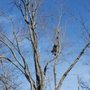 Photo of Deadwood Tree Service