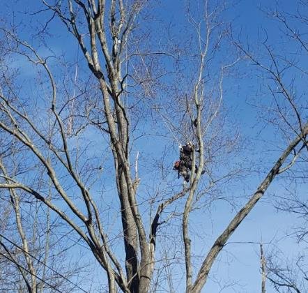 Deadwood Tree Service - tree service in Jewett, NY