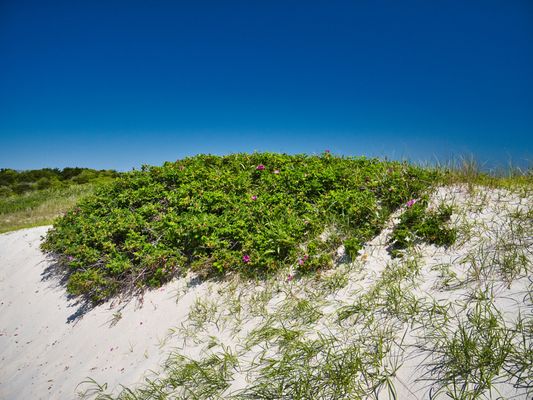 Island Beach State Park by null