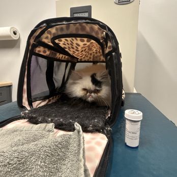 Mission Veterinary Emergency & Specialty - Cat in a waiting room - Emergency Pet Hospital Near Me - Mission, Kansas