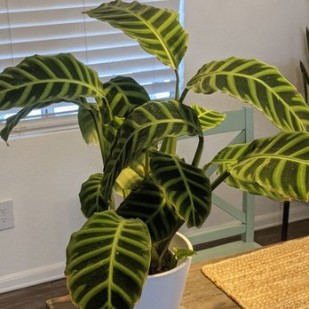 Latinx With Plants - Nurseries & Gardening Near Me - Los Angeles, California