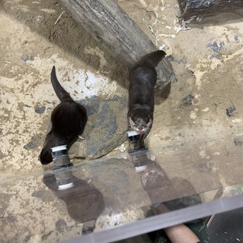 SeaQuest - Folsom - Otter interaction - Aquariums Near Me - Folsom, California SeaQuest - Folsom - Otter interaction - Aquariums Near Me - Folsom, California