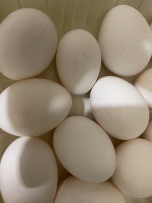 Voortman Egg Ranch by null