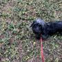 Photo of Burger Dog Park