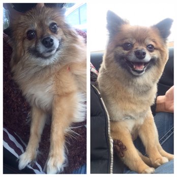 Style Mutt - Before and after - Pet Stores Near Me - Cleveland, Ohio Style Mutt - Before and after - Pet Stores Near Me - Cleveland, Ohio