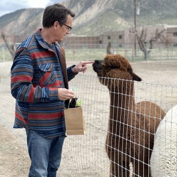 Sopris Alpaca Ranch - No little guy... it's not nice to spit! - Ranches Near Me - Silt, Colorado
