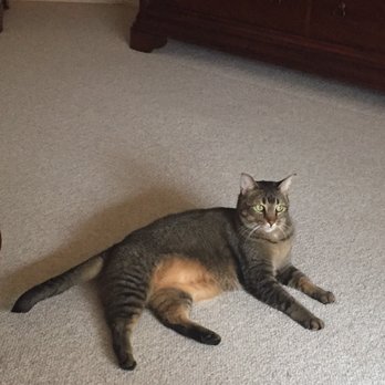 Miranda's Pet Sitting - Pet Sitting Near Me