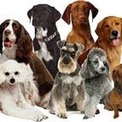 Siers Feed & Pet Supply