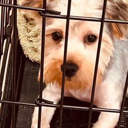 Posh Poodle Dog Grooming - My newly cut and washed Yorkie! He is on timeout in this photo.