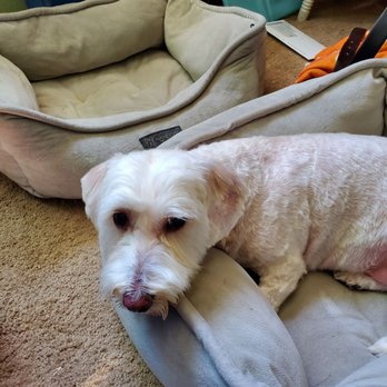 805 Pet Grooming - Pet Groomers Near Me - Westlake Village, California 805 Pet Grooming - Pet Groomers Near Me - Westlake Village, California