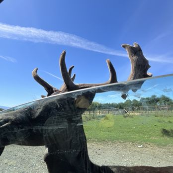 Olympic Game Farm - Zoos Near Me - Sequim, Washington Olympic Game Farm - Zoos Near Me - Sequim, Washington