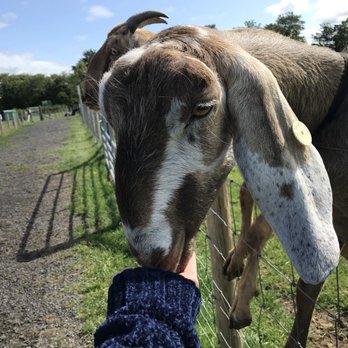 Manorafon Farm - Farms Near Me - Abergele, CWY