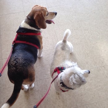 Value Vet Animal Clinic - Toe-Bee and Vincent Vegas waiting for their pedi/mani - Veterinarians Near Me - Everett, Washington