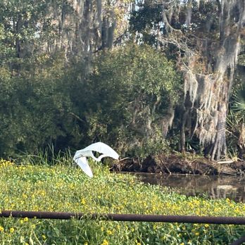 Louisiana Tour - Bird - Tours Near Me - Marrero, Louisiana Louisiana Tour - Bird - Tours Near Me - Marrero, Louisiana