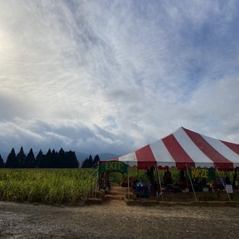 The Maize at The Pumpkin Patch - Beautiful fall day in the PNW on Sauvie island - Pumpkin Patches Near Me - Portland, Oregon