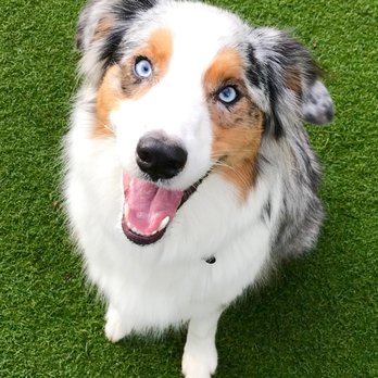 Best Friend Academy - Pet Training Near Me - Gobles, Michigan Best Friend Academy - Pet Training Near Me - Gobles, Michigan