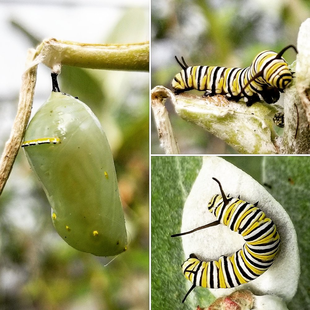 Florida Nursery Mart - 76 Photos & 34 Reviews - Landscaping - 10900