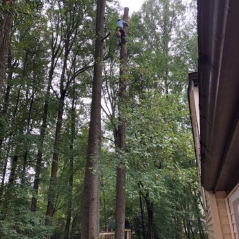 Local Boys Tree Service - Topping the trees!  Crazy work!  Not easy and shouldn't be done by amateurs. - Tree Services Near Me