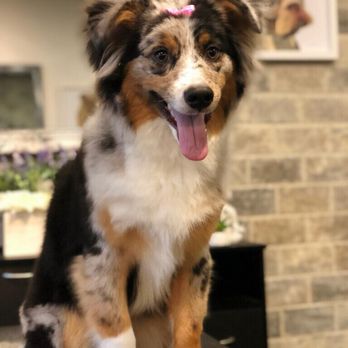 A Clip Above - Pet Groomers Near Me - Centennial, Colorado