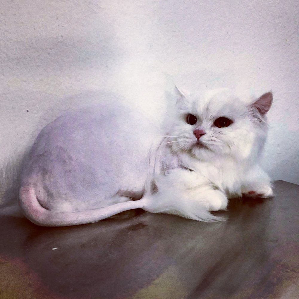 ABQ CAT GROOMING Updated June 2024 10 Photos 2217 Lead Ave SE