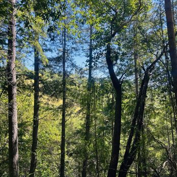 Roys Redwoods Preserve - Parks Near Me - Marin, California