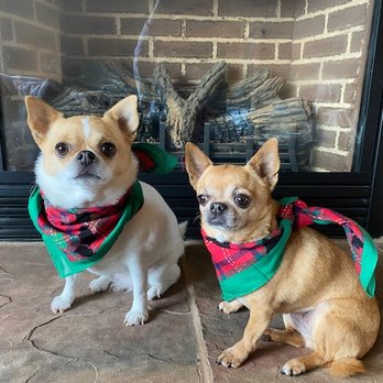 Lodi Veterinary Hospital - Patients of Lodi Veterinary Hospital - Veterinarians Near Me - Lodi, California Lodi Veterinary Hospital - Patients of Lodi Veterinary Hospital - Veterinarians Near Me - Lodi, California