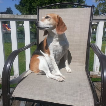 Uptown Dawg - Pet Training Near Me - Port Moody, British Columbia Uptown Dawg - Pet Training Near Me - Port Moody, British Columbia